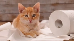 Prečo mačka meows, keď ide na toaletu?
