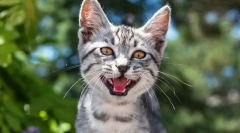 Prečo mačka meowukiet?