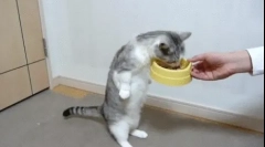 Prečo mačka zje veľa?