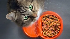 Prečo mačka nejedá?