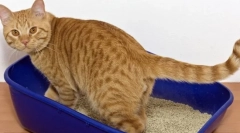 Prečo mačka nejde do zásobníka?