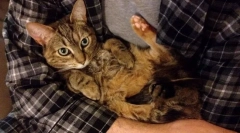 Prečo mačka nemá rád, keď sa držia na rukách?