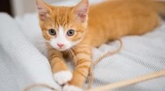 Prečo mačka nerastá?