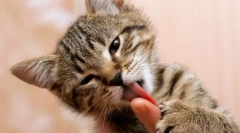 Prečo mačka olizuje majiteľ?
