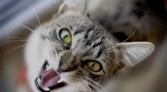 Prečo mačka kričí v noci?