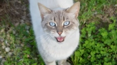 Prečo mačka kričí?