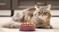 Prečo mačka odmieta jedlo?