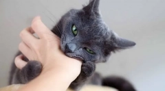 Prečo je mačka neustále hryzenie a ako odstaviť