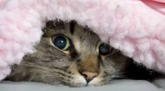 Prečo mačka skrýva pod deku?