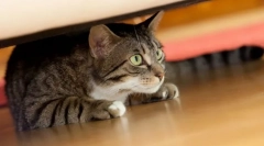 Prečo mačka skrýva v tmavých miestach?