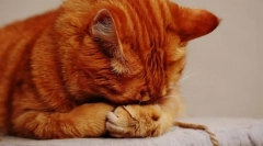 Prečo mačka bublina?