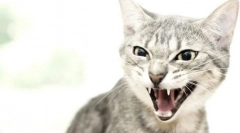 Prečo mačka zasiahne muž?