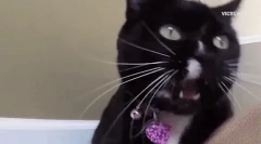 Prečo mačka hity na jeho mačiatko?