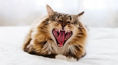 Prečo mačka vrhá zuby?