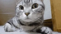 Prečo mačka pokrytá nosom?