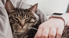 Prečo mačka spí na človeka?