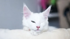 Prečo mačka spí s otvorenými očami?