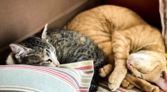 Prečo mačka spí na hlavu muža