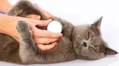 Prečo mačka dýcha tvrdo?