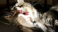 Prečo mačka potápa