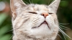 Prečo mačky ako vôňa chlorov?