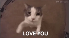 Prečo mačky sám ako ľudia, a iné - nie?