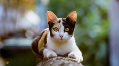 Prečo mačky bežia po záchode?