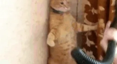 Prečo sa mačky strašili vysávača?