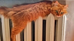 Prečo sa mačky bojí voda