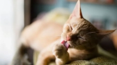 Prečo mačky často umývajú?