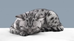 Prečo mačky cítia návrat vlastníkov