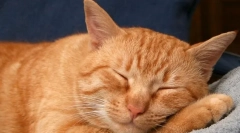 Prečo mačky twitch vo sne?