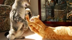 Prečo mačky bojujú medzi sebou, ako ich zosúladiť