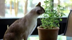 Prečo mačky jedia kvety