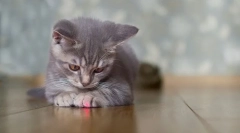 Prečo mačky chase lúč z laserového ukazovateľa?