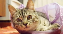 Prečo mačky lízať pakety?