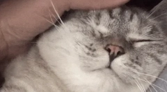 Prečo mačky milujú, keď sú hladené?