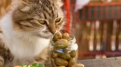 Prečo mačky milujú olivy?