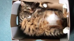 Prečo mačky milujú balíčky a boxy