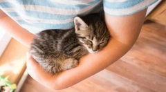 Prečo mačky murchat?