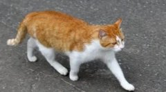 Prečo mačky nájdu cestu domov