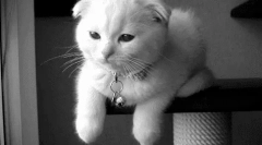 Prečo mačky nebližujú?