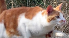 Prečo mačky nie sú zlomené pri páde?