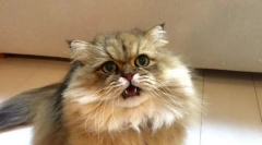 Prečo mačky otvoria ústa, keď čuchanie