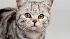 Prečo mačky prinášajú myši svojim majiteľom