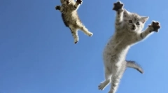 Prečo mačky pristáť na 4 labky: vedecké vysvetlenie