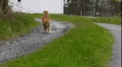 Prečo mačky vĺňa chvost?