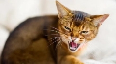 Prečo mačky nasysujú?