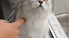 Prečo mačky pozerajú do prázdnoty?