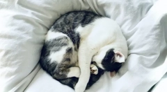 Prečo mačky spať s majiteľmi?